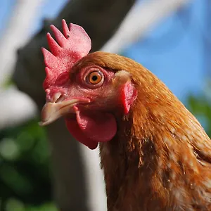 La Tinassara Frühstückspension